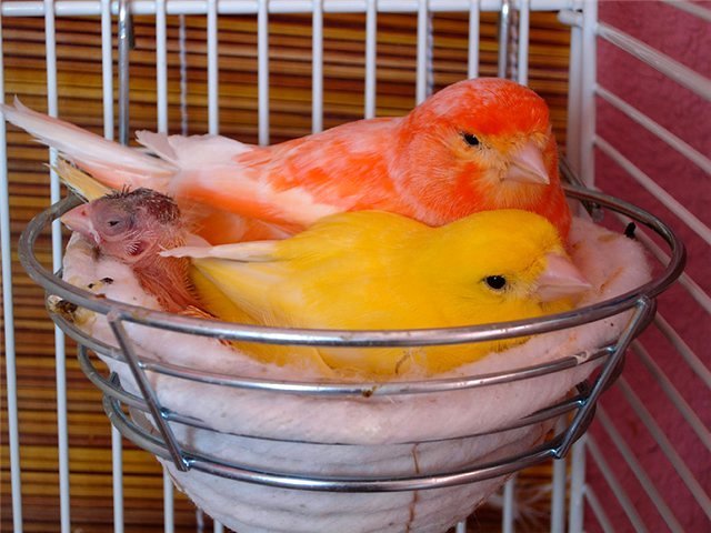 Содержание канареек и уход за ними в Черняховске