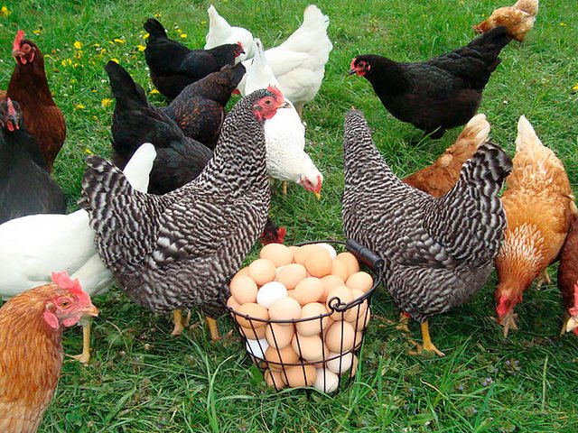 Содержание кур и уход за ними | ЗооТом - продажа, вязка и услуги для животных в Черняховске