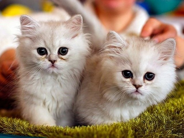 Породы кошек в Черняховске | ЗооТом портал о животных