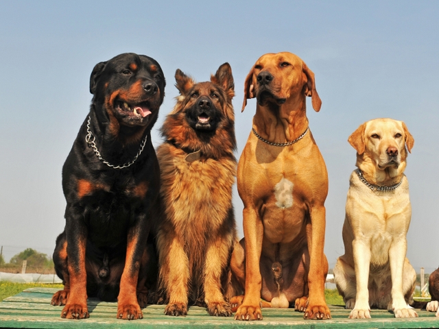Крупные породы собак в Черняховске | ЗооТом портал о животных